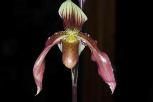 Paphiopedilum Jean Francois Pastor