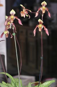 Paphiopedilum Jean Francois Pastor