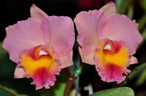 Cattleya Royal Beau