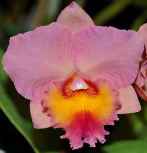 Cattleya Royal Beau