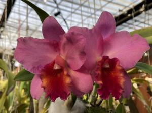 Cattleya Royal Beau