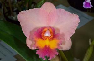 Cattleya Royal Beau