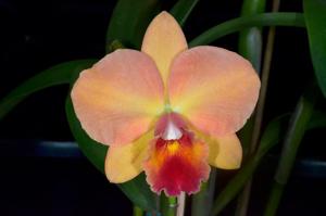 Cattleya Royal Beau