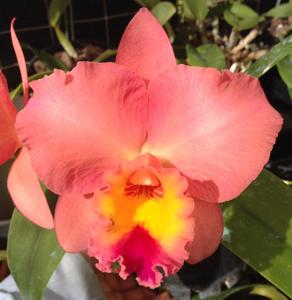 Cattleya Royal Beau