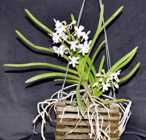 Vandachostylis Fuchs Cream Puff