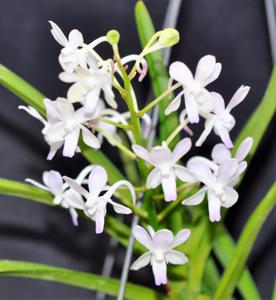 Vandachostylis Fuchs Cream Puff