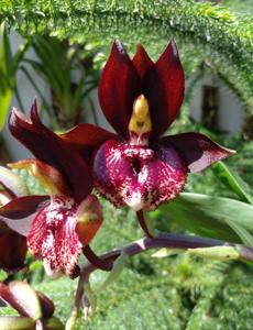 Catasetum Donna Wise