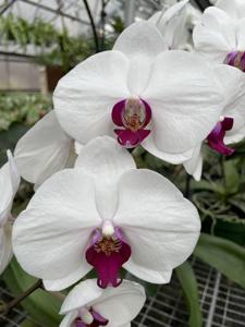 Phalaenopsis Cloud Ballet