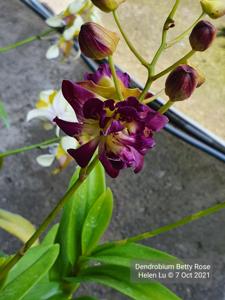 Dendrobium Betty Rose