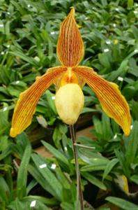 Paphiopedilum Saint Armel