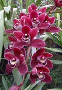 Cymbidium Para Wirra