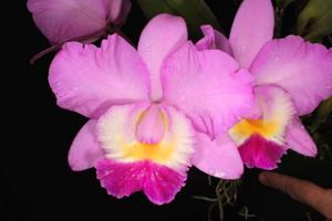 Cattleya Rosie's Surprise