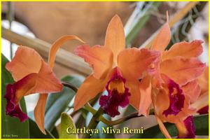 Cattleya Miva Remi