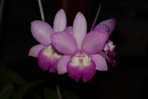 Guaricattonia Selsal's Little Jewel