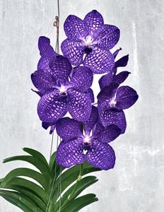 Vanda Pakchong Blue