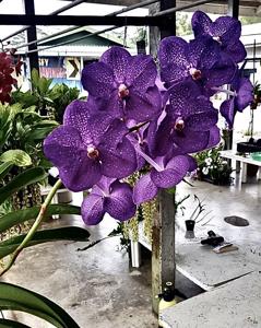 Vanda Pakchong Blue