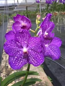 Vanda Pakchong Blue