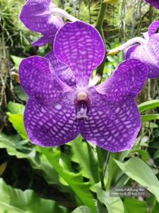 Vanda Pakchong Blue