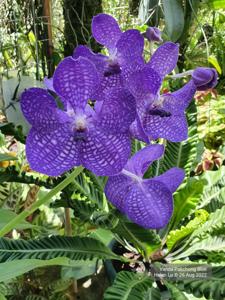 Vanda Pakchong Blue