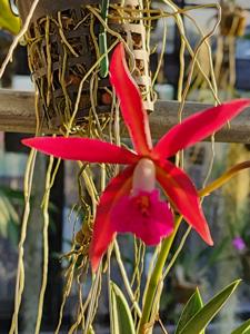 Brassocattleya Hamlyn's Magic