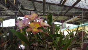 Guaricattonia Claudia Hamilton