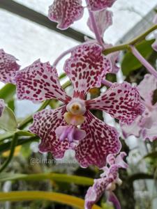 Vanda Motes Damask Rose