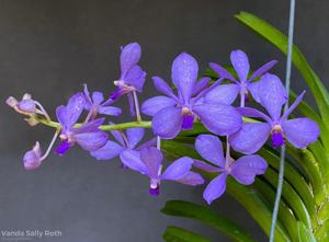 Vanda Sally Roth