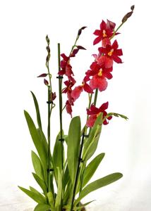 Oncidopsis Nelly Isler