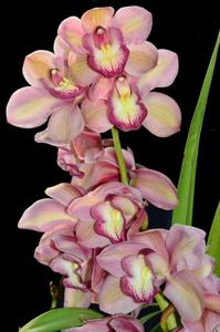 Cymbidium Christmas Joy