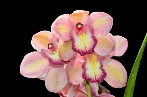 Cymbidium Christmas Joy