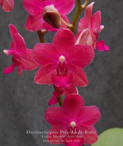 Phalaenopsis Pico Lady Ruby