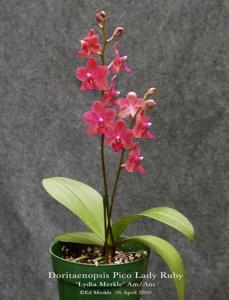 Phalaenopsis Pico Lady Ruby