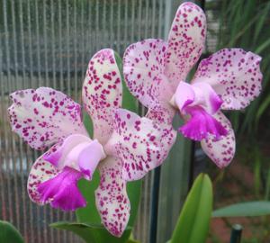 Cattleya Penny Kuroda (Caudebec Gp)