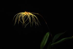 Bulbophyllum Lion King