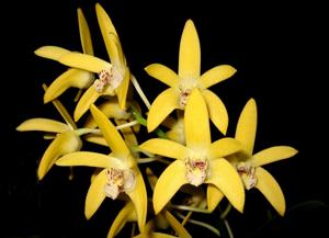 Dendrobium Kayla