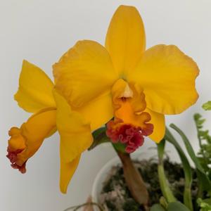 Cattleya Lucky Chance