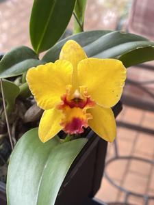 Cattleya Lucky Chance