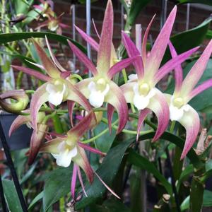 Dendrobium Crooky