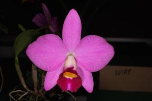 <i>Cattleya</i> Fuchsia Doll (2008)