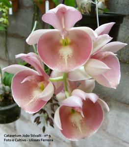 Catasetum João Stivalli