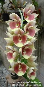 Catasetum João Stivalli