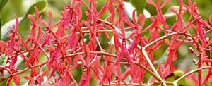 Renanthera Fire Coral