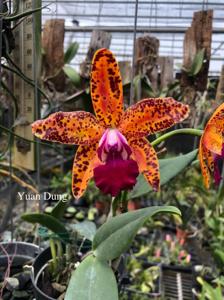 Cattleya Leopard Lou