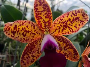 Cattleya Leopard Lou