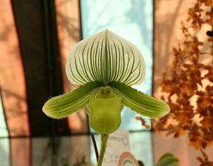 Paphiopedilum Dragon Mint