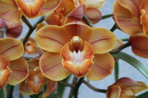 Cymbidium Karen