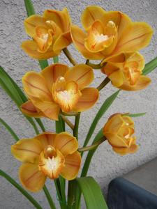 Cymbidium Karen