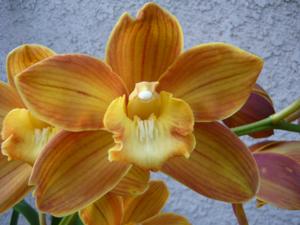 Cymbidium Karen