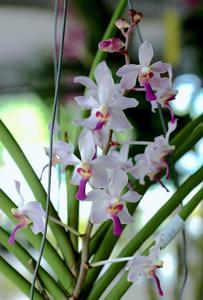 Parastylis Seletar Jewel