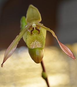 Phragmipedium Patti MacHale